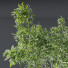 Drzewo Castanea Sativa - Pandora-land