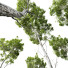 Drzewo Castanea Sativa - Pandora-land