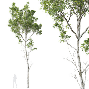 Drzewo Castanea Sativa
