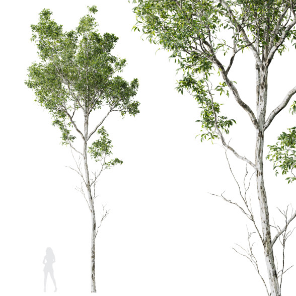 Drzewo Castanea Sativa model 3D