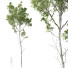 Drzewo Castanea Sativa - Pandora-land