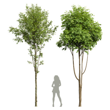 Drzewa  Alnus Glutinosa and Ash Model 3D