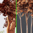 Drzewa Alnus Glutinosa and Ash - Pandora-land