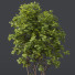 Drzewa Ash Maple and Gray Alder - Pandora-land