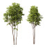 Drzewa Ash Maple and Gray Alder - Pandora-land