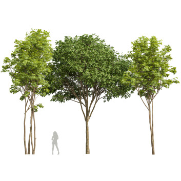 Drzewa  Ash Maple and Gray Alder Model 3D