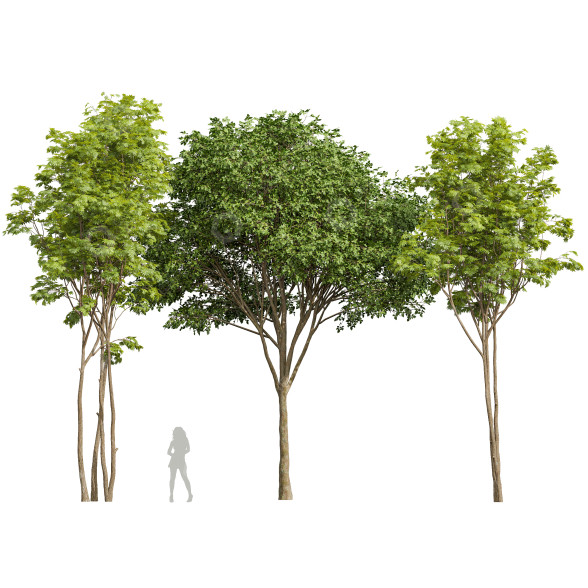 Drzewa Ash Maple and Gray Alder model 3D