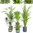 Растения в горшках Комнатные том 25 - design.sabori-35949