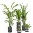 Растения в горшках Комнатные том 25 - design.sabori-35949