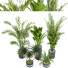 Растения в горшках Комнатные том 25 - design.sabori-35949