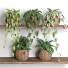 Rośliny doniczkowe Indoor Shelf Set 13 - nr.asgari