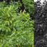 Árboles Sauce llorón y acacia negra - Pandora-land