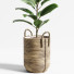 Planta en maceta Interior 08 - farshidtavakoli