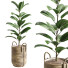 Planta en maceta Interior 08 - farshidtavakoli