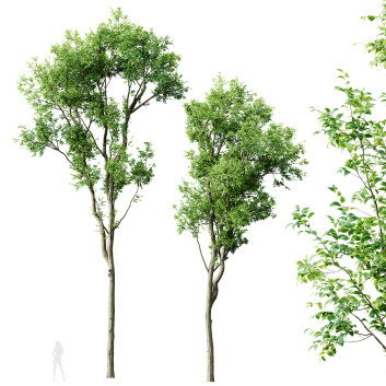 Drzewa  Plants Celtis Australis 02 Model 3D