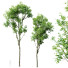 Drzewa Plants Celtis Australis 02 - Pandora-land