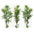 Arbre Plantes celtis australis 04 - Pandora-land