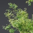 Arbre Plantes celtis australis 04 - Pandora-land