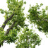Arbre Plantes celtis australis 04 - Pandora-land