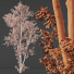 Arbre Plantes celtis australis 04 - Pandora-land
