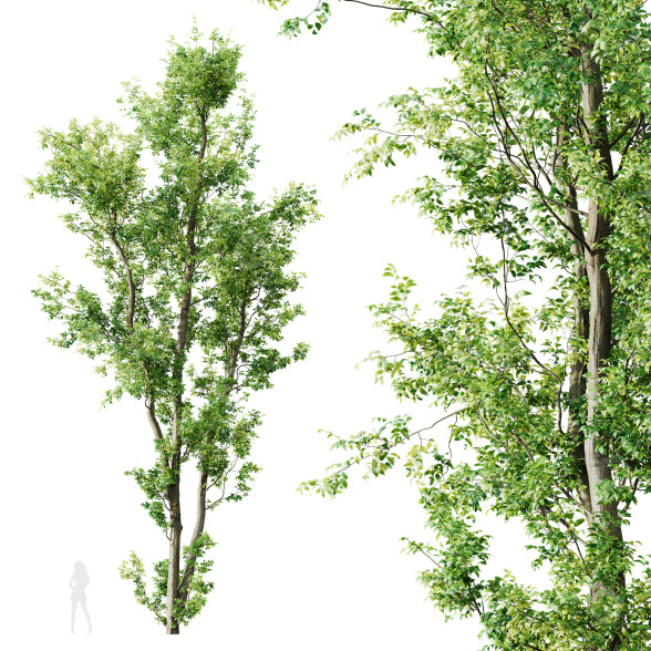 Arbre Plantes celtis australis 04 modèle 3D