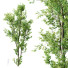 Arbre Plantes celtis australis 04 - Pandora-land