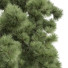 Trees Pinus Palustris and Engelmannii 4 - Pandora-land