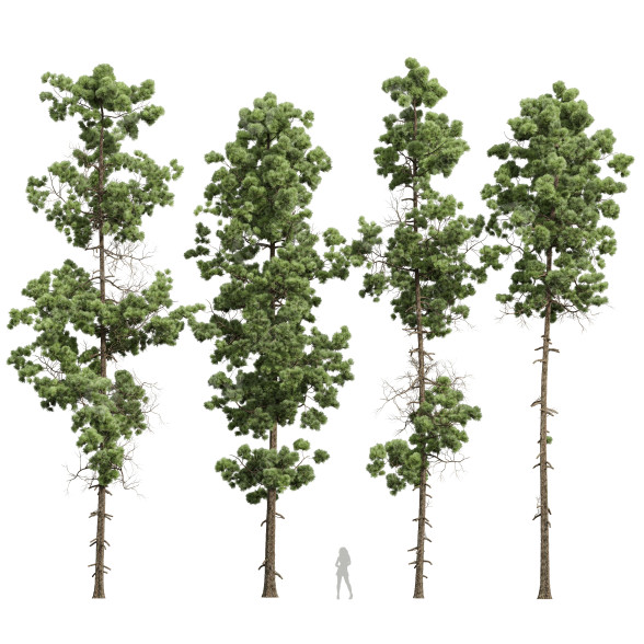 Trees Pinus Palustris and Engelmannii 4 3D model