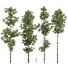 Trees Pinus Palustris and Engelmannii 4 - Pandora-land
