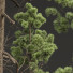 Árboles Pino echinata y palustris y lepifera y engelmannii - Pandora-land