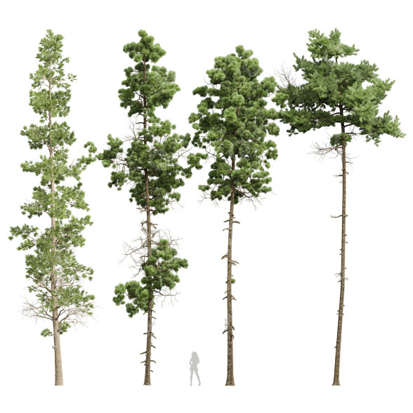 Árboles Pino echinata y palustris y lepifera y engelmannii Modelo 3D