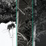 Árboles Pino echinata y palustris y lepifera y engelmannii - Pandora-land