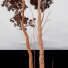 Drzewa Castanea Sativa - Pandora-land