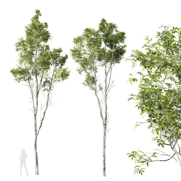 Drzewa Castanea Sativa model 3D