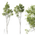 Drzewa Castanea Sativa - Pandora-land