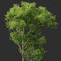 Drzewo Celtis Australis - Pandora-land