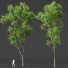 Drzewo Celtis Australis - Pandora-land