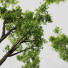 Drzewo Celtis Australis - Pandora-land