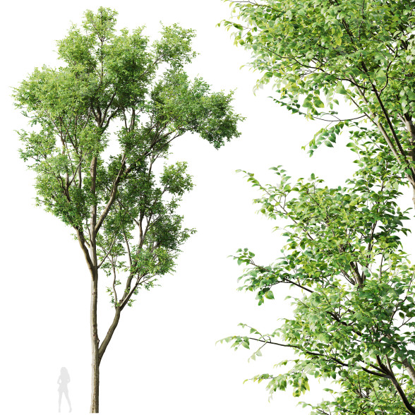 Drzewo Celtis Australis model 3D