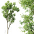 Drzewo Celtis Australis - Pandora-land