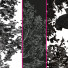 Árboles Primavera 2 - Pandora-land