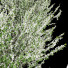 Drzewa Prunus Spinosa Bloom - Pandora-land