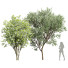 Drzewa Prunus Spinosa Bloom - Pandora-land