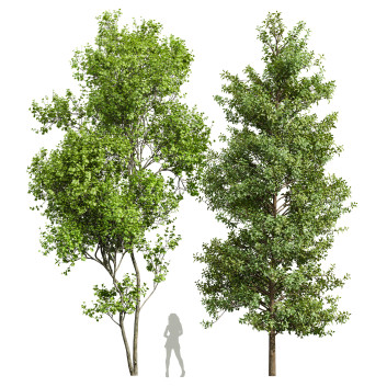 Drzewa  Real Acer Buergerianum and Saccharinum Model 3D