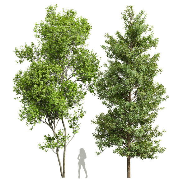 Drzewa Real Acer Buergerianum and Saccharinum model 3D