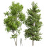 Drzewa Real Acer Buergerianum and Saccharinum - Pandora-land