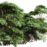 Büsche Rhapis excelsa und Edgeworthia chrysantha grandiflora - Pandora-land