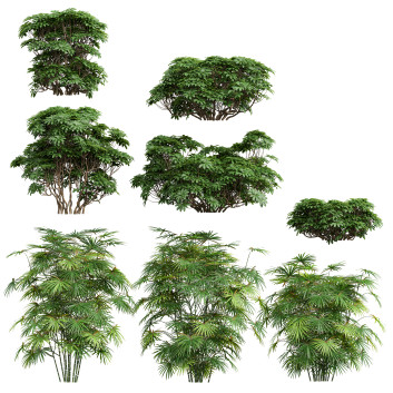 Büsche Rhapis excelsa und Edgeworthia chrysantha grandiflora 3D-Modell