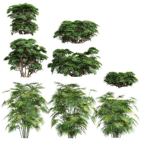 Büsche Rhapis excelsa und Edgeworthia chrysantha grandiflora 3D-Modell