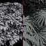 Büsche Rhapis excelsa und Edgeworthia chrysantha grandiflora - Pandora-land